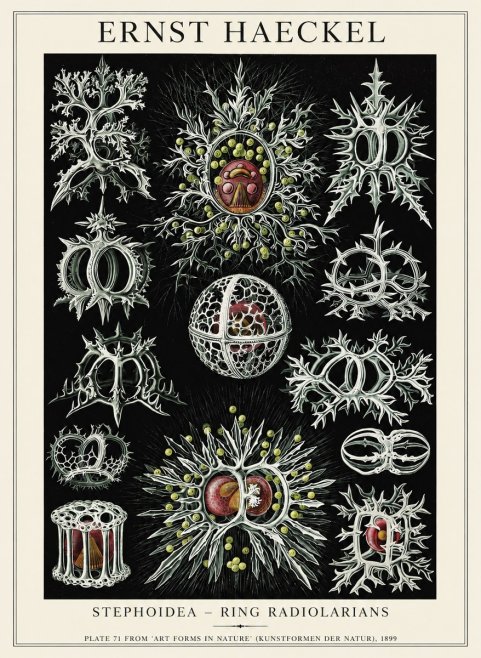 Ernst Haeckel Stephoidea No6 - Poster