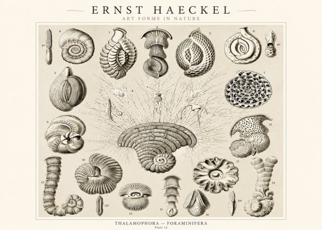 Ernst Haeckel Thalamophora – Foraminifera Plate 12 No1 - Poster