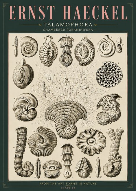 Ernst Haeckel Thalamophora – Foraminifera Plate 12 No6 - Poster