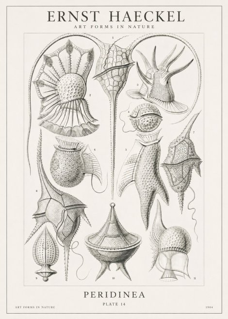 Ernst Haeckel Peridinea No1 - Poster