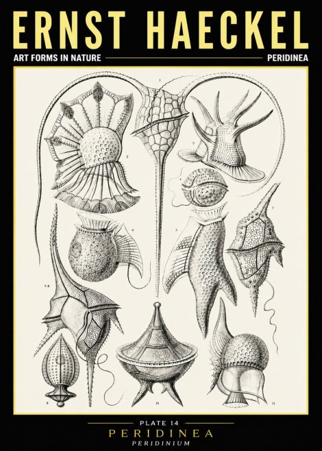 Ernst Haeckel Peridinea No6 - Poster