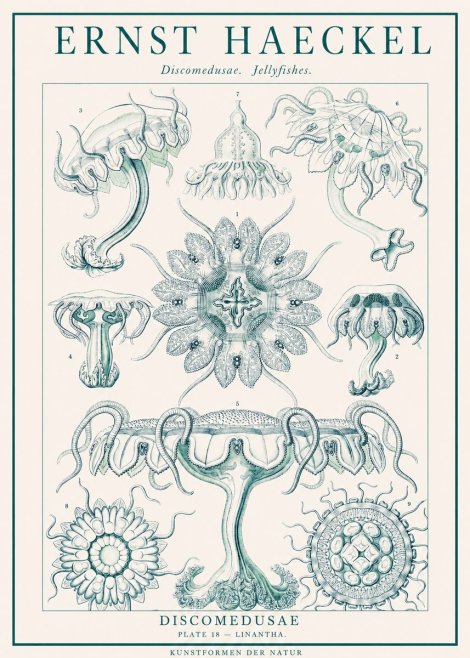 Ernst Haeckel Discomedusae. Jellyfishes. No1 - Poster