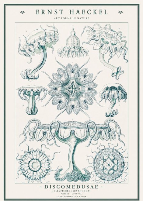 Ernst Haeckel Discomedusae. Jellyfishes. No3 - Poster