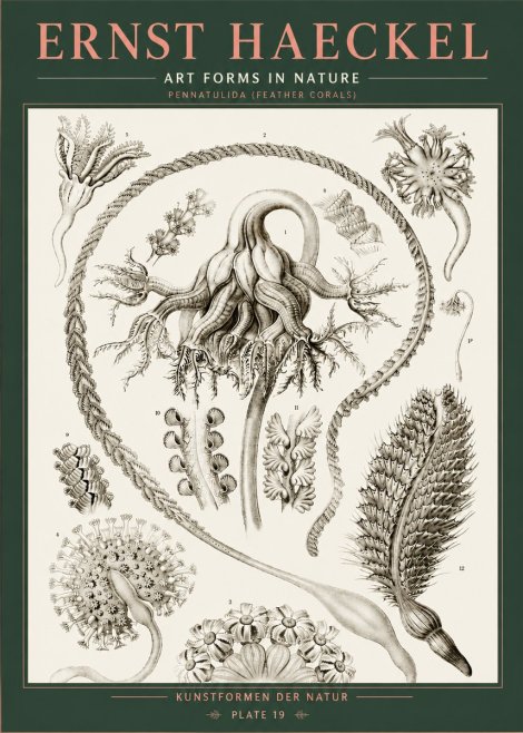 Ernst Haeckel Pennatulida - Sea Pens No5 - Poster