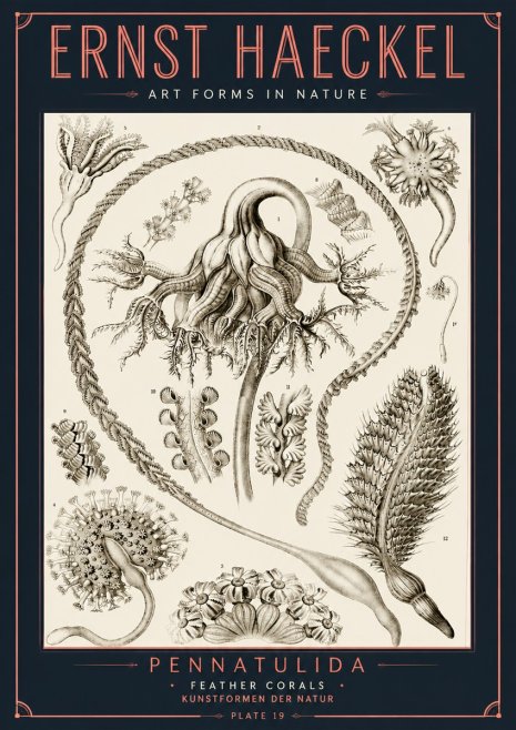 Ernst Haeckel Pennatulida - Sea Pens No6 - Poster