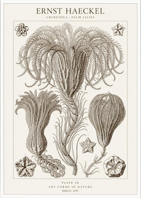Ernst Haeckel Crinoidea - Palm Lilies No1 - Poster