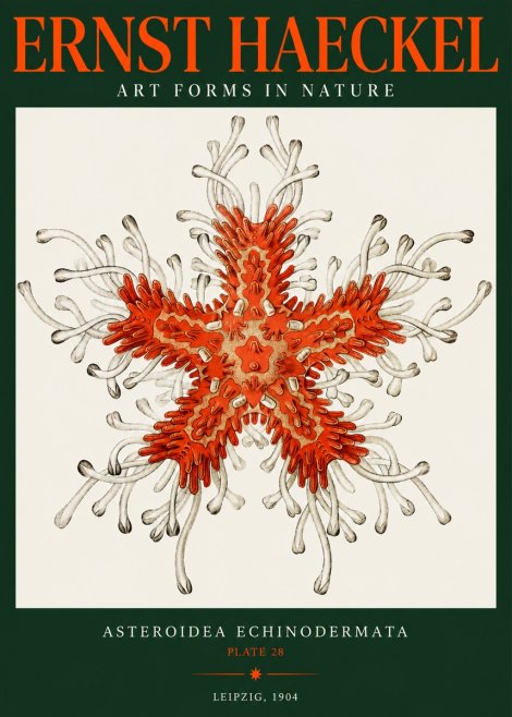 Ernst Haeckel Asteroidea Echinodermata Plate 28 No2 - Poster