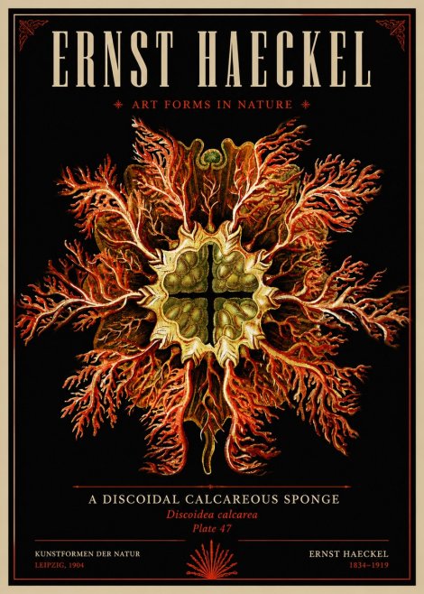 Ernst Haeckel Marine Organism No6 - Poster