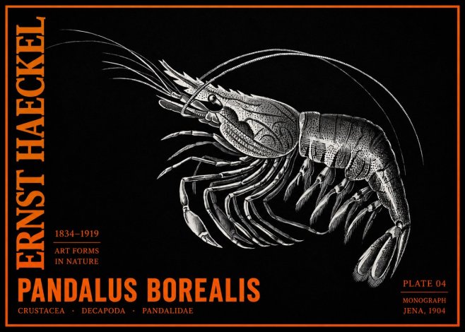 Ernst Haeckel Pandalus Borealis No2 - Poster