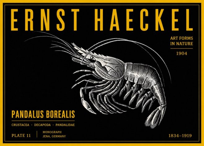 Ernst Haeckel Pandalus Borealis No4 - Poster