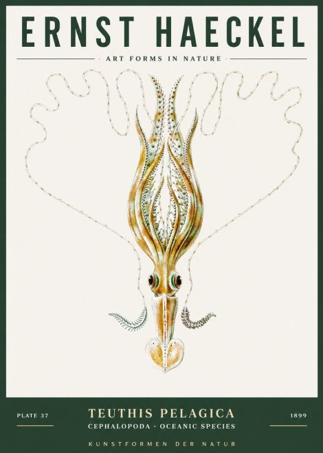 Ernst Haeckel Teuthis Pelagica No3 - Poster