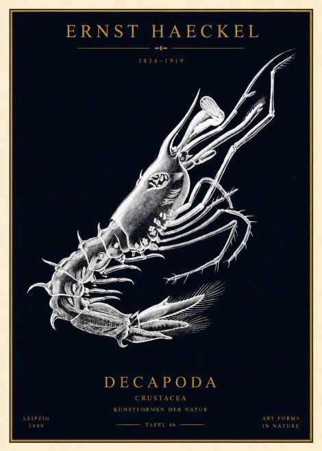 Ernst Haeckel Decapoda the Crustaceans No4 - Poster