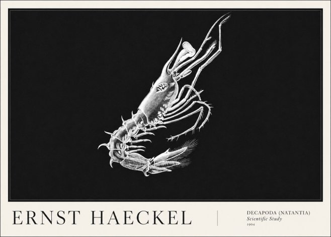 Ernst Haeckel Decapoda the Crustaceans No6 - Poster