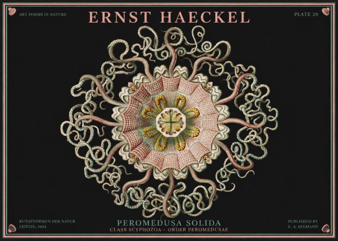 Ernst Haeckel Discomedusae – Actiniae No4 - Poster