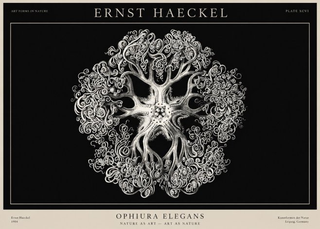 Ernst Haeckel Ophiuroidea Sea Tree - Deep Sea No3 - Poster