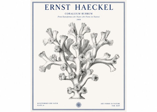 Ernst Haeckel Corallium Rubrum II No1 - Poster