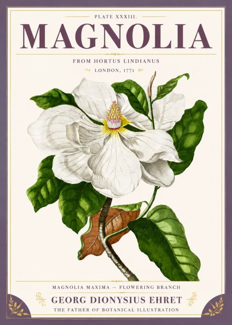 Georg Dionysius Ehret Magnolia Maxima - Flowering Branch No5 - Poster
