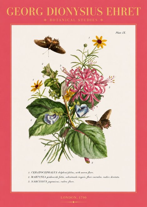 Georg Dionysius Ehret Botanical Studies - Plate Ix No2 - Poster