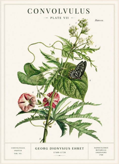 Georg Dionysius Ehret Convolvulus - Plate Vii No1 - Poster