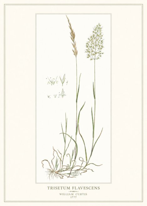 William Curtis Trisetum Flavescens I No1 - Poster
