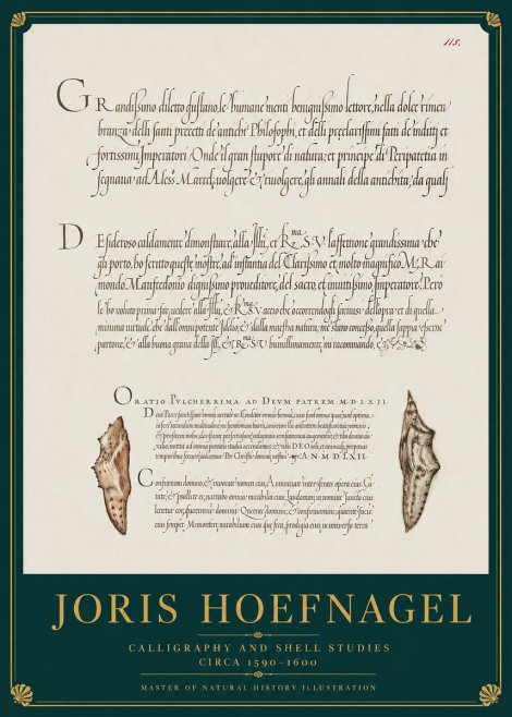 Joris Hoefnagel Study of Shells and Calligraphy No4 - Poster