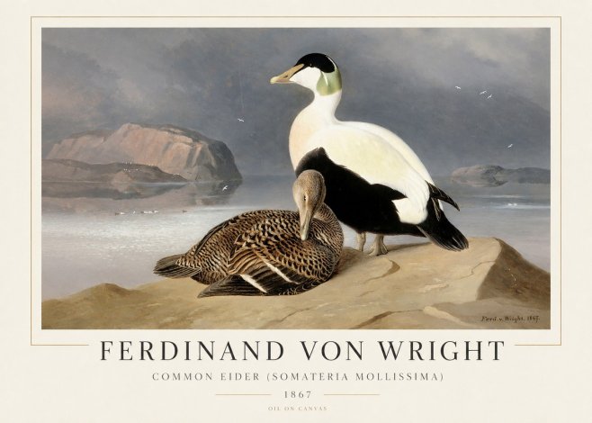 Ferdinand von Wright Common Eider (Somateria Mollissima) No1 - Poster
