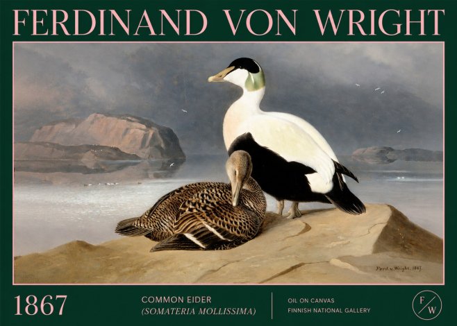 Ferdinand von Wright Common Eider (Somateria Mollissima) No2 - Poster