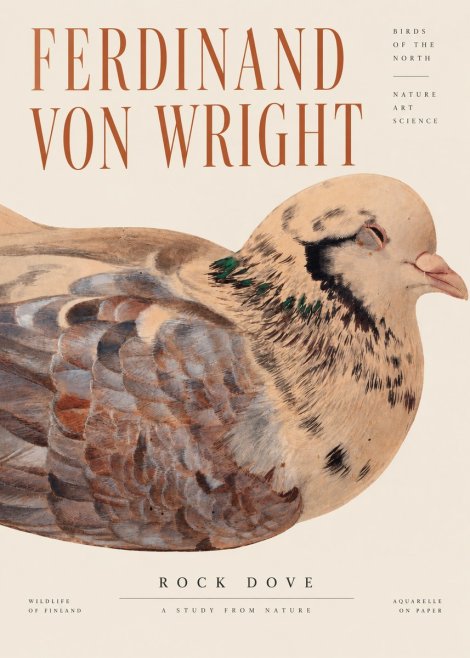 Ferdinand von Wright Turtle Dove Study No4 - Poster