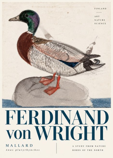 Ferdinand von Wright Mallard No6 - Poster