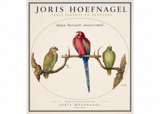 Joris Hoefnagel Three Parrots No3 - Poster