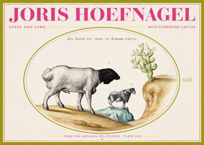 Joris Hoefnagel Sheep and Lamb with Flowering Cactus No2 - Poster