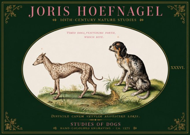 Joris Hoefnagel Studies of Dogs No3 - Poster