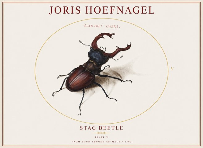 Joris Hoefnagel Stag Beetle No1 - Poster