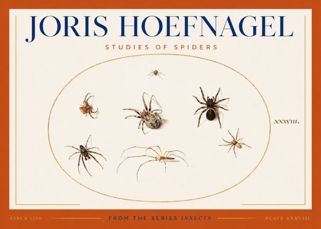 Joris Hoefnagel Studies of Spiders I No3 - Poster