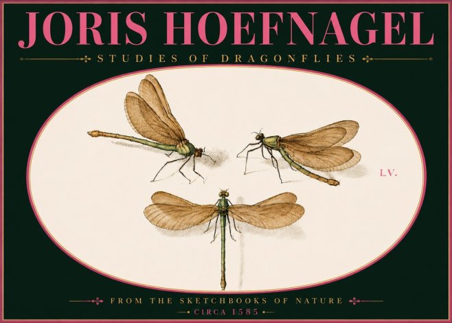 Joris Hoefnagel Studies of Dragonflies No6 - Poster