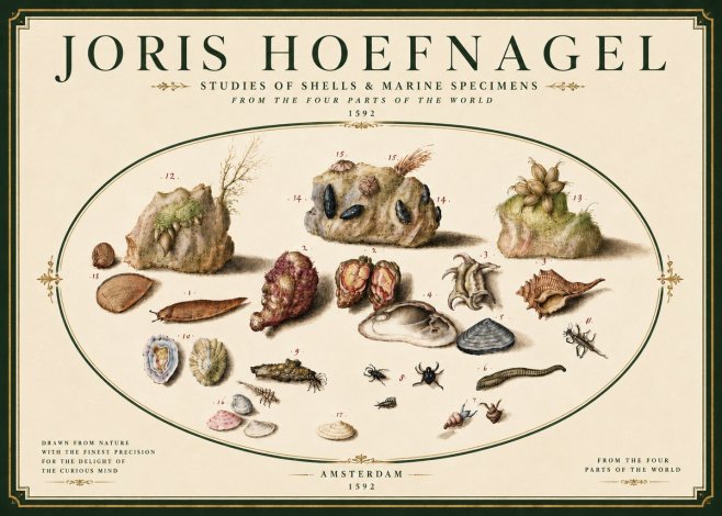 Joris Hoefnagel Studies of Shells & Marine Specimens No6 - Poster