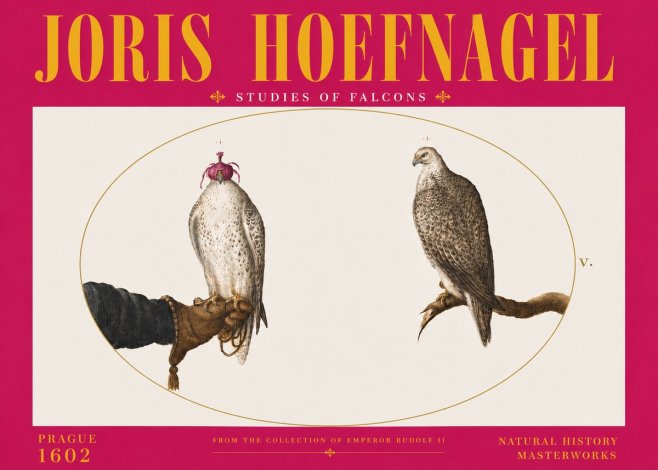 Joris Hoefnagel Studies of Falcons No6 - Poster