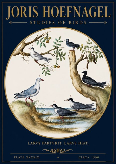 Joris Hoefnagel Studies of Birds II No4 - Poster