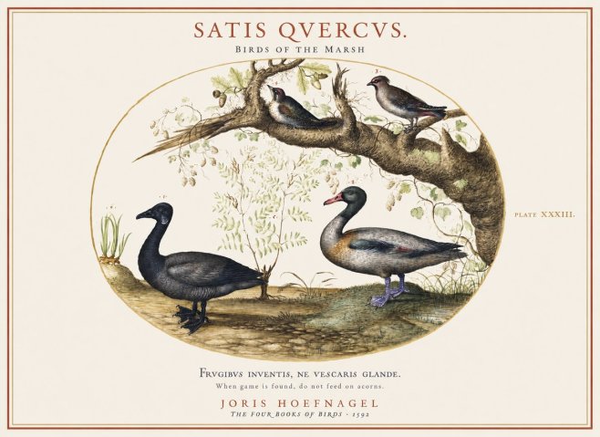 Joris Hoefnagel Satis Quercus. Birds of the Marsh No1 - Poster