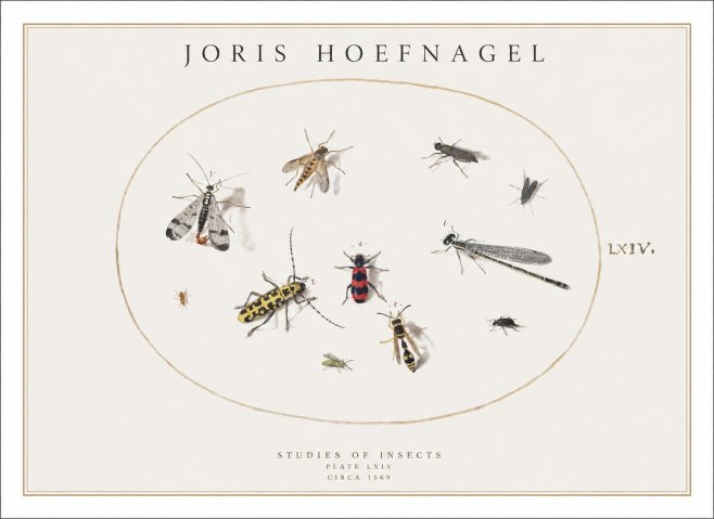 Joris Hoefnagel Studies of Insects - Plate Lxiv No1 - Poster