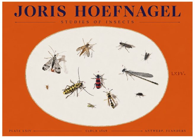 Joris Hoefnagel Studies of Insects - Plate Lxiv No2 - Poster