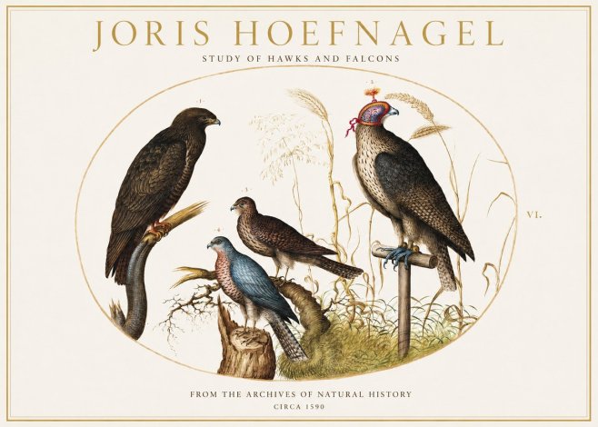 Joris Hoefnagel Studies of Hawks and Falcons No2 - Poster