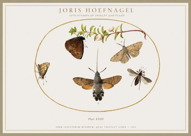 Joris Hoefnagel Five Studies of Insects and Plant No1 - Poster