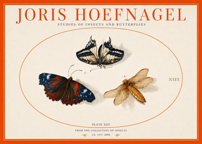 Joris Hoefnagel Studies of Insects - Plate Xiii No3 - Poster