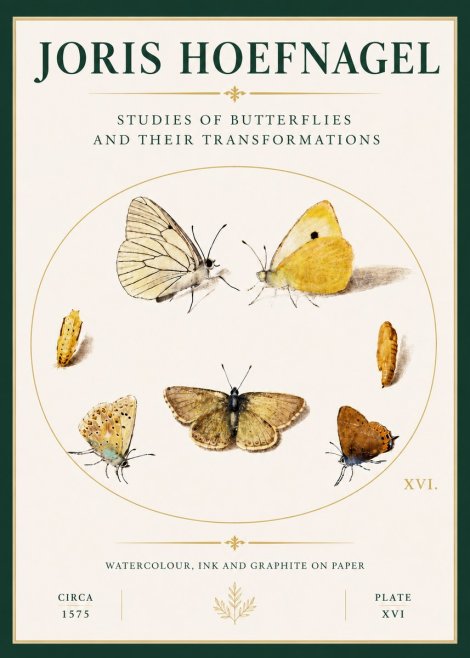Joris Hoefnagel Studies of Butterflies and Their Transformations No4 - Poster