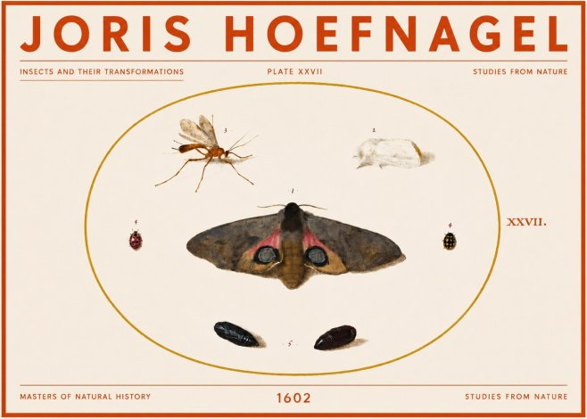 Joris Hoefnagel Insects and Their Transformations - Plate Xxvii No5 - Poster