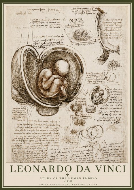 Leonardo da Vinci Studies of the Fetus in the Womb No6 - Poster