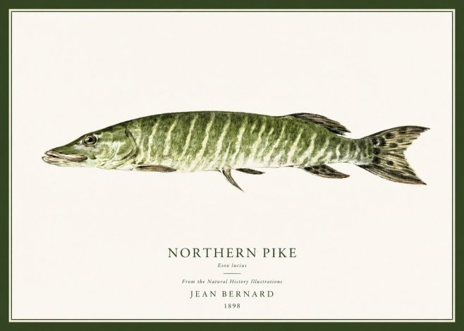 Jean Bernard Northern Pike No1 - Poster