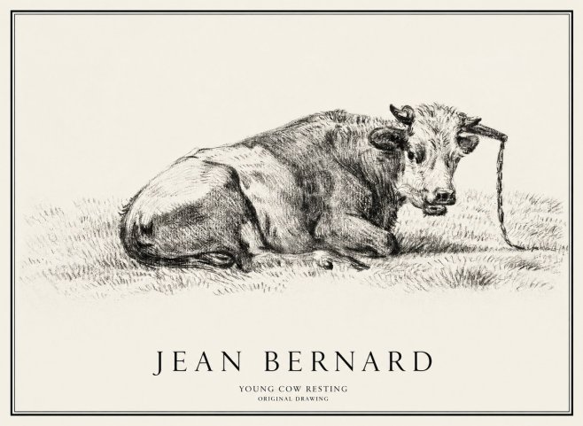 Jean Bernard Young Cow Resting No1 - Poster