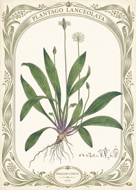 William Curtis Plantago Lanceolata III No5 - Poster
